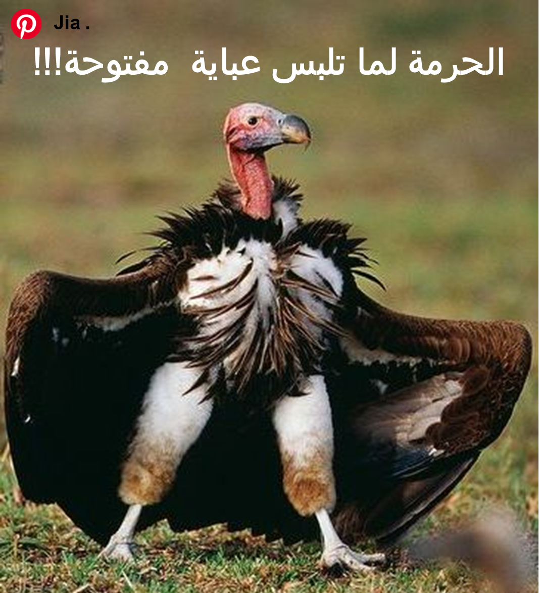 Гималайский Грифон-Стервятник