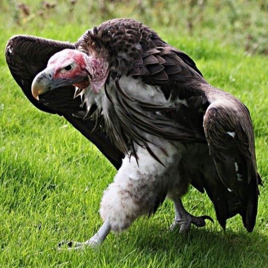 Белоголовый СИП И черный гриф