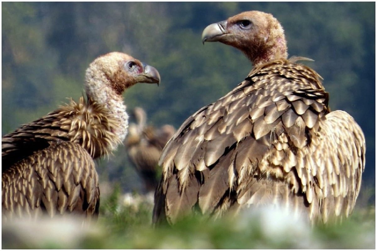 Птица падальщик гриф