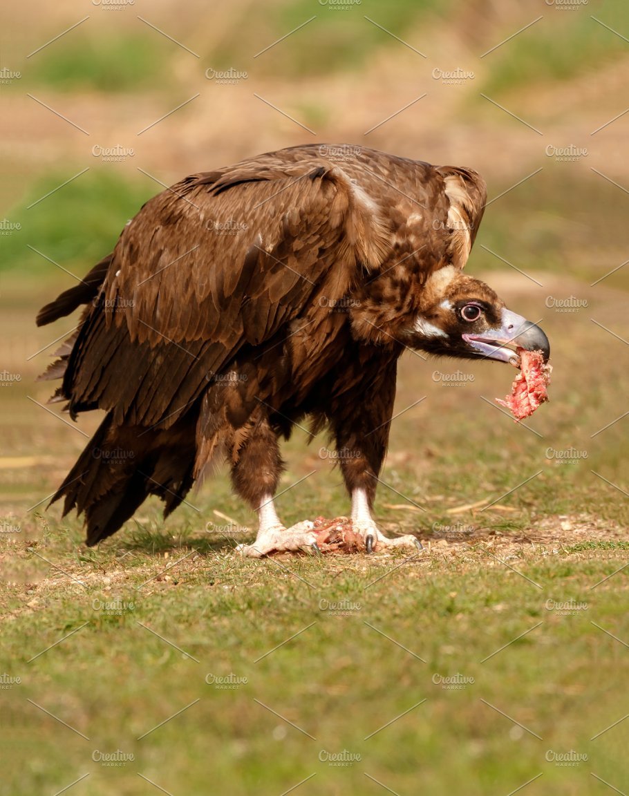 Гриф Стервятник