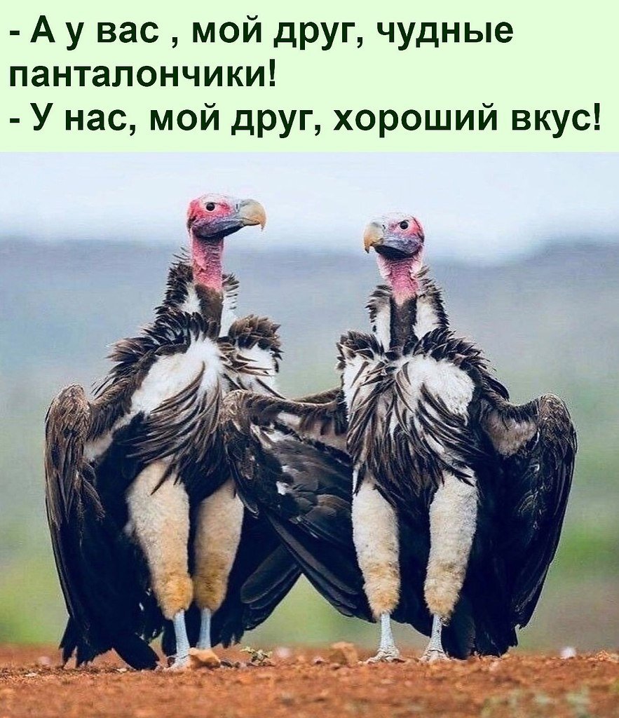 Lappet faced Vulture