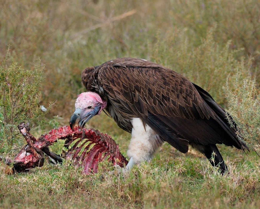 Белоголовый СИП В Крыму