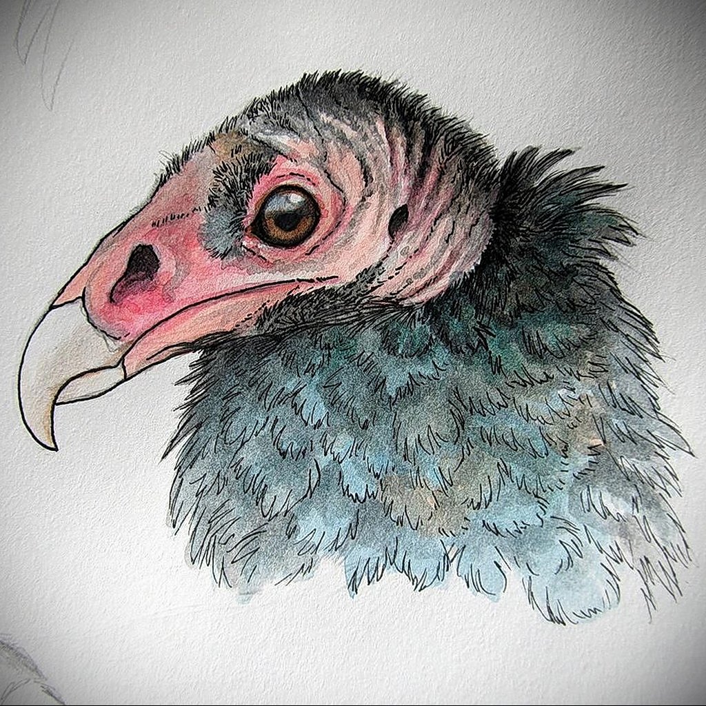 Черный гриф птица