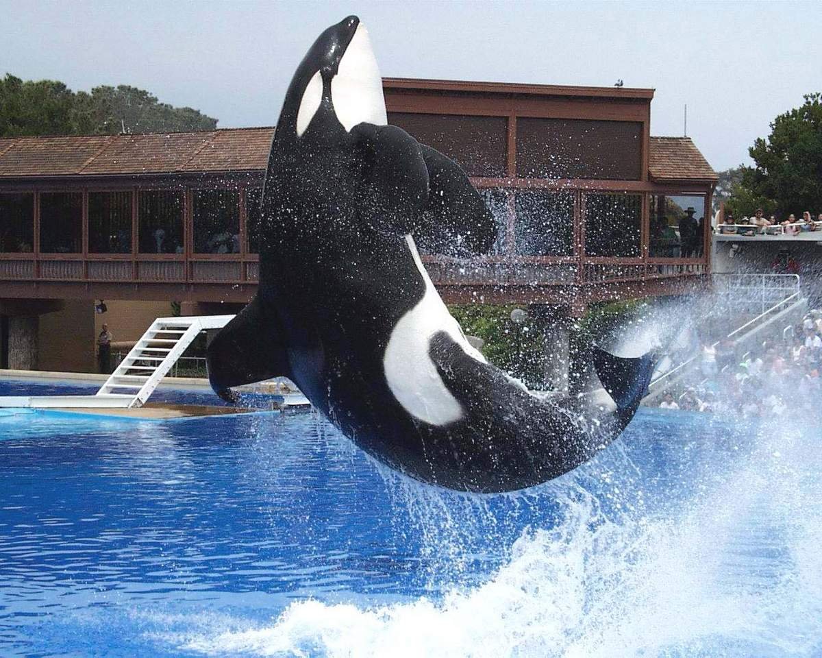 Кейко кит могила