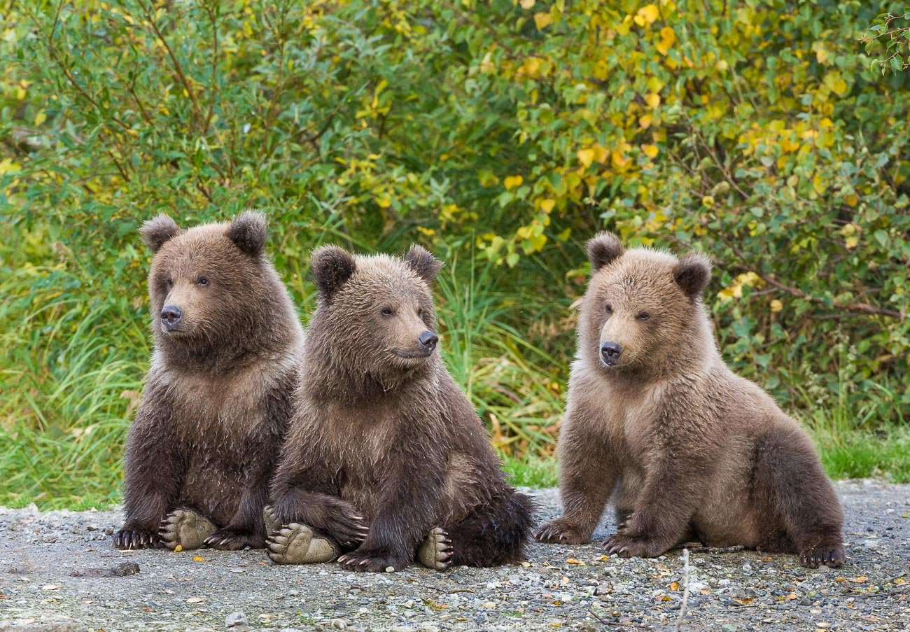 Фотографии 3 медведей. Медвежонок. Животные медведь. Medvezata. Три медвежонка.