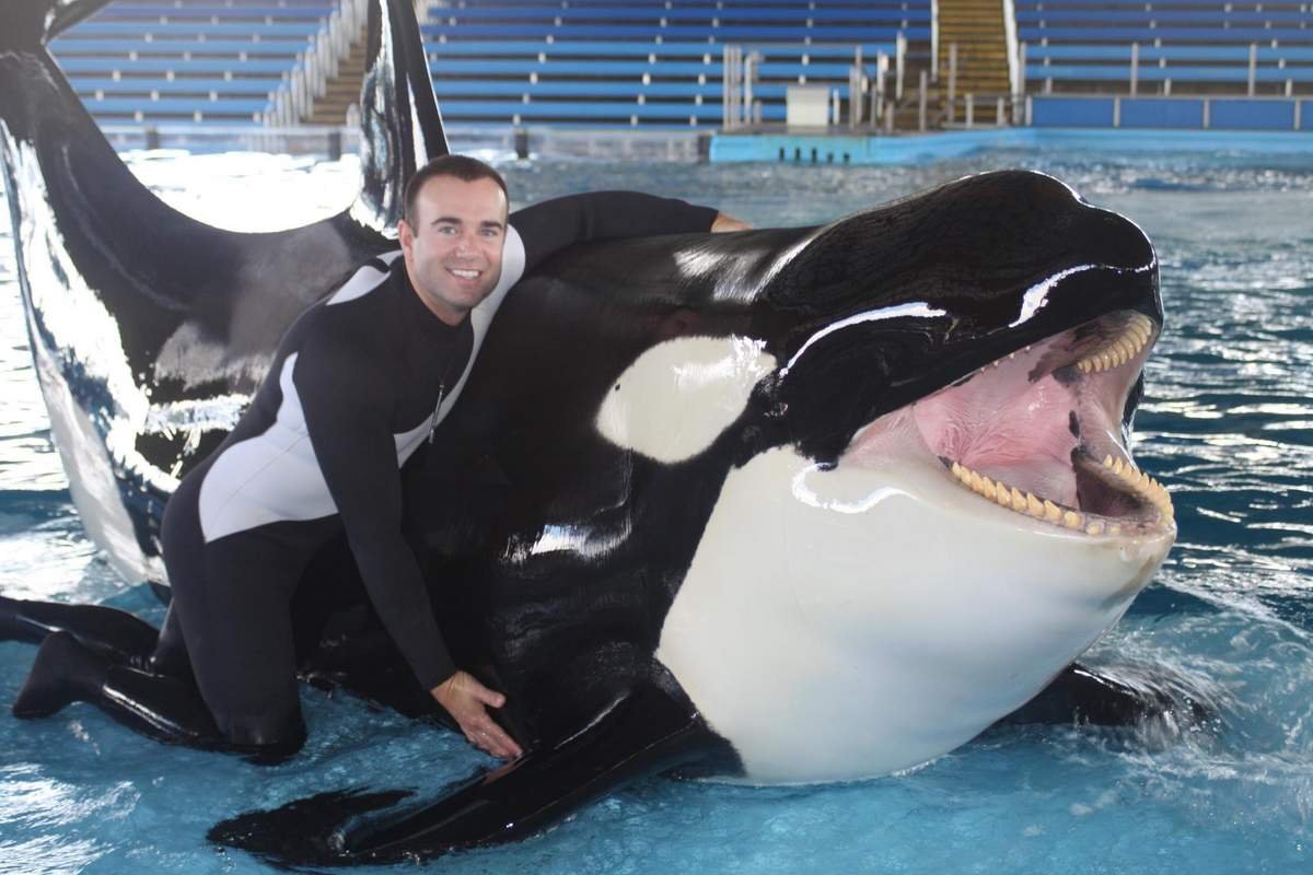 Касатка охотится