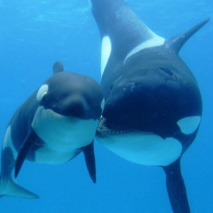 Подводный мир касатки