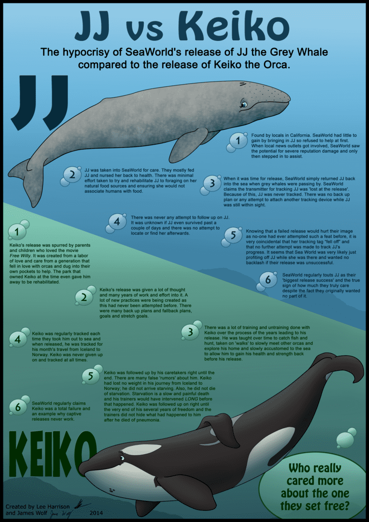 Касатка под водой