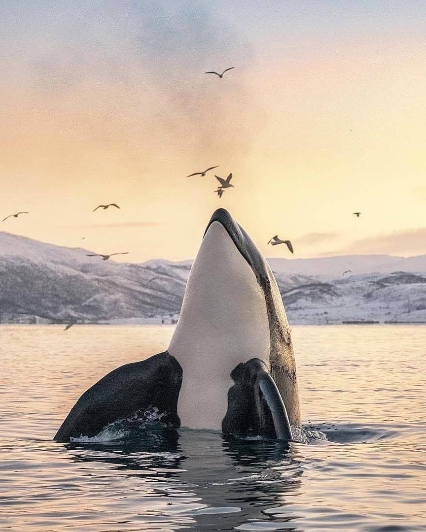 ВТУБЕР Касатка