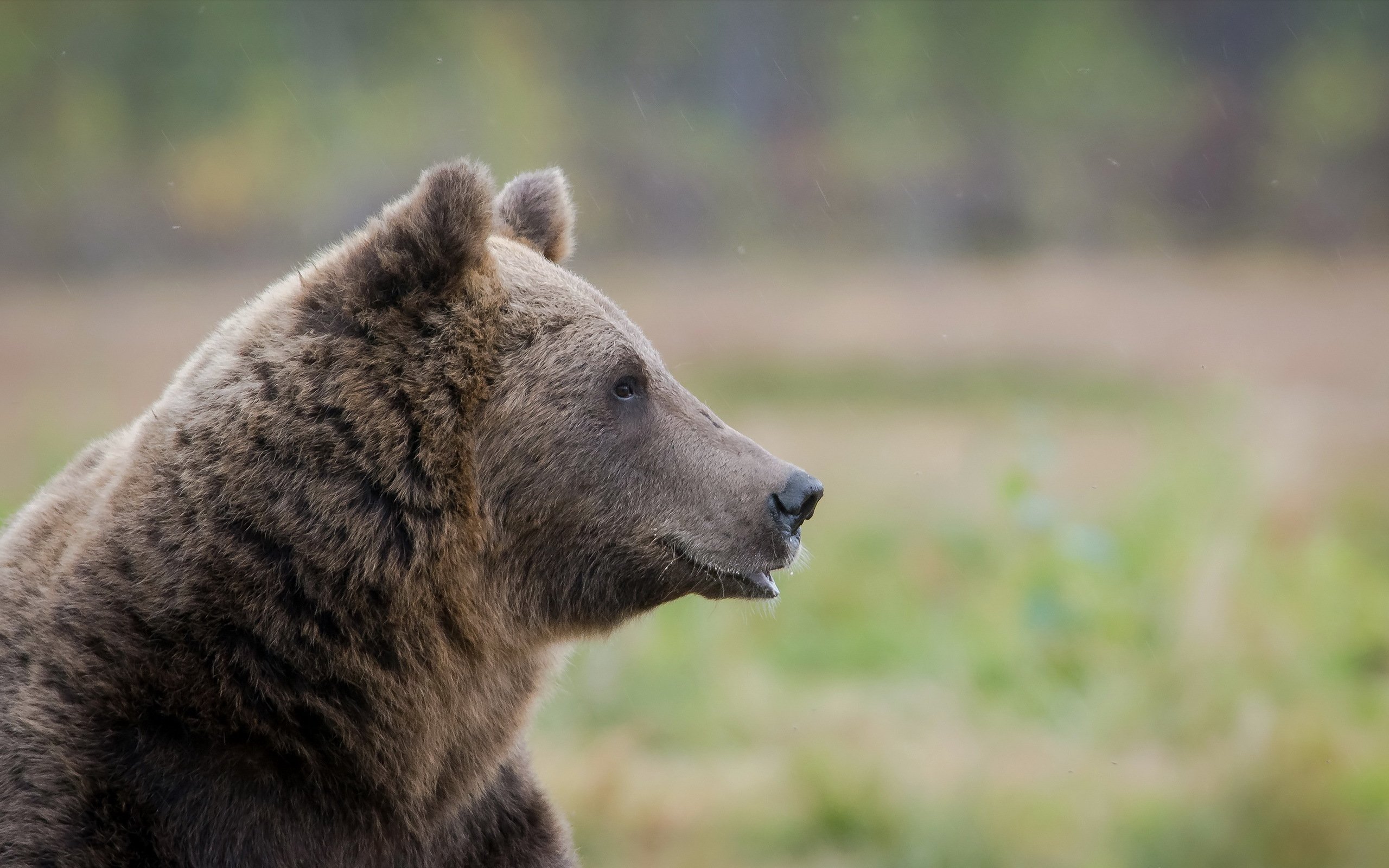 Какой нос у медведя. Тянь-Шанский бурый медведь. Тянь шаньский медведь. Тяньшанский бурый медведь. Тяньшянский бурый медведь.