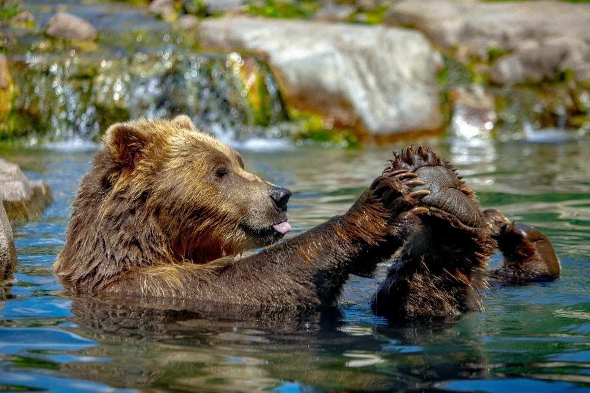 Тяньшанский бурый медведь - 68 фото