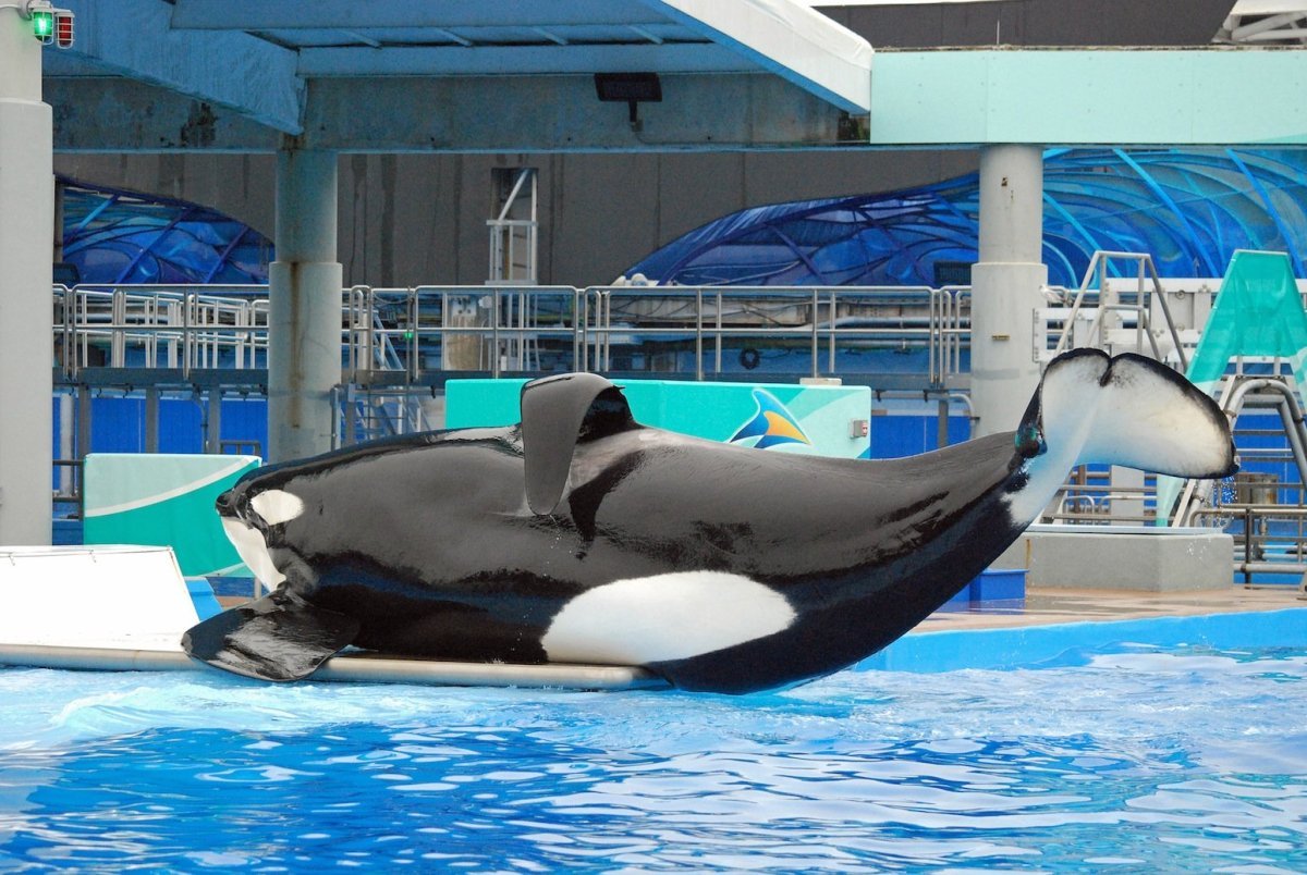 Касатки и дельфины