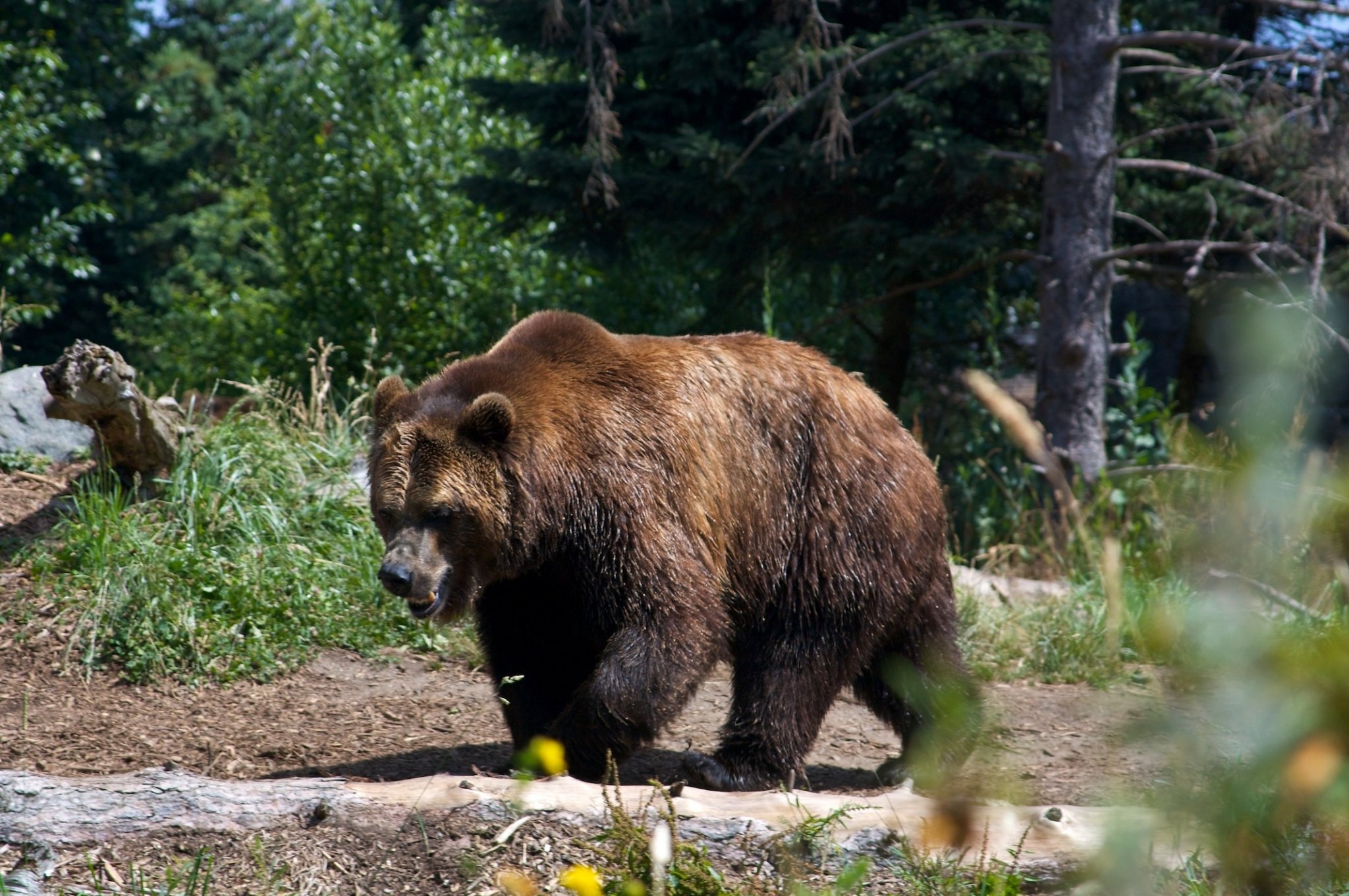 Окрас медведей. Тяньшанский бурый медведь. Бурый медведь в Финляндии. Медведь Финляндия. Внешний вид бурого медведя.