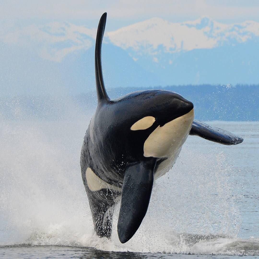 Касатка кит убийца в Антарктиде