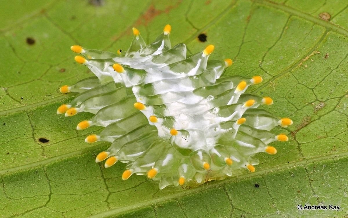 Acraga COA гусеница