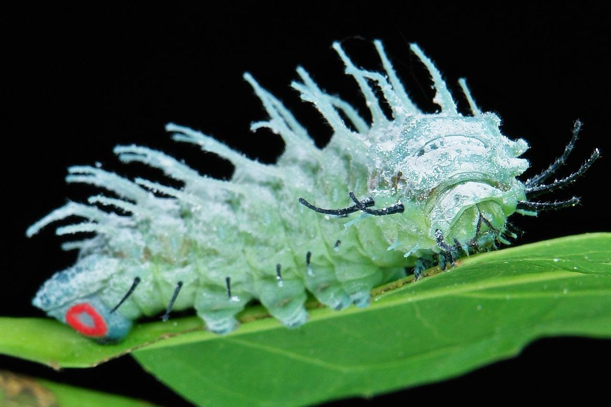 Павлиноглазка атлас гусеница