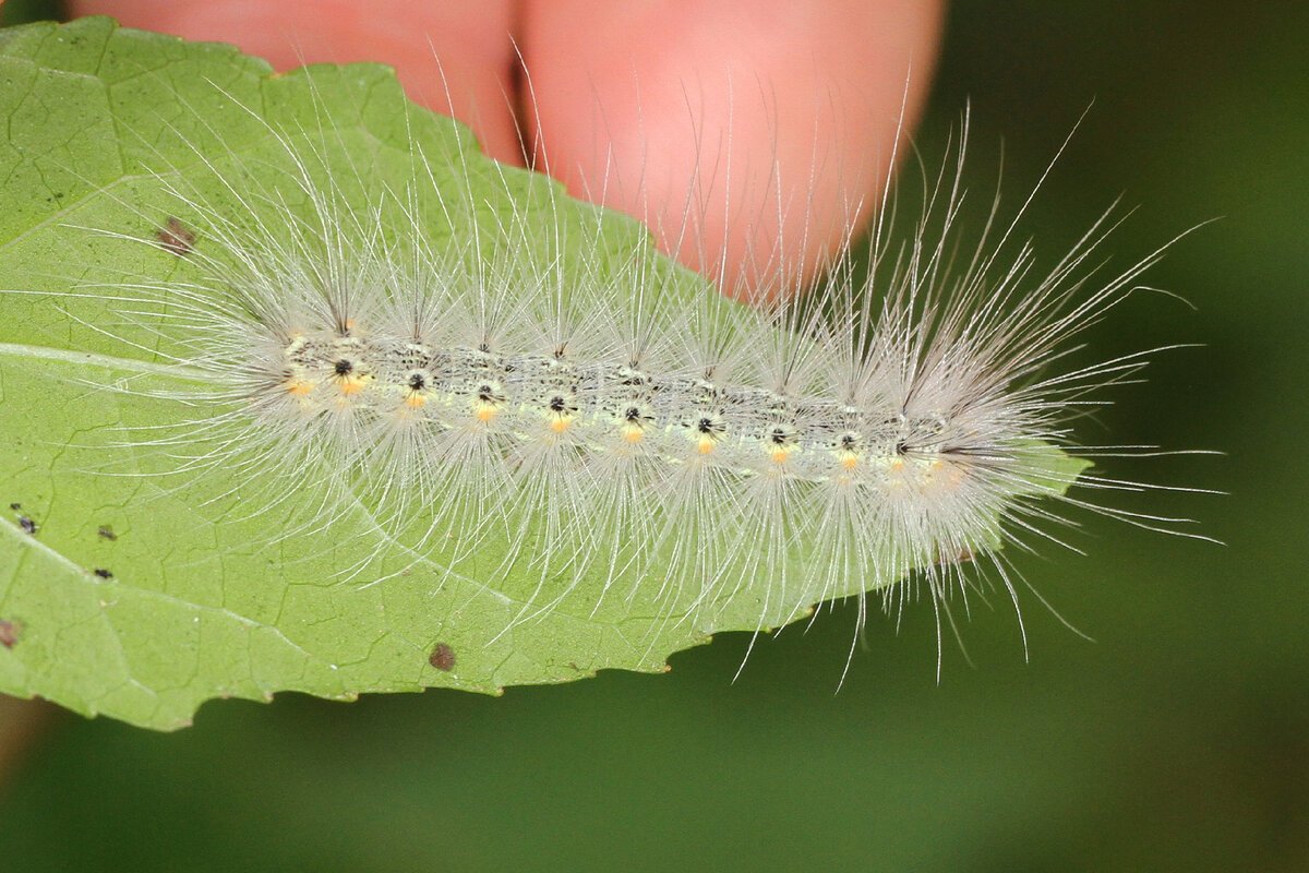 Гусеницы американской белой бабочки (Hyphantria cunea)