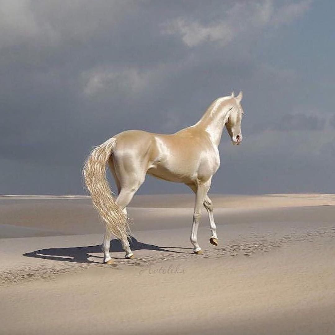 Кремовая Ахалтекинская лошадь