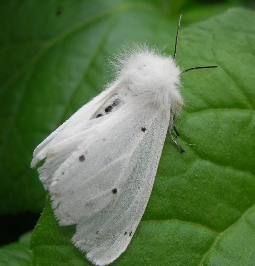 Гусеницы американской белой бабочки (Hyphantria cunea)