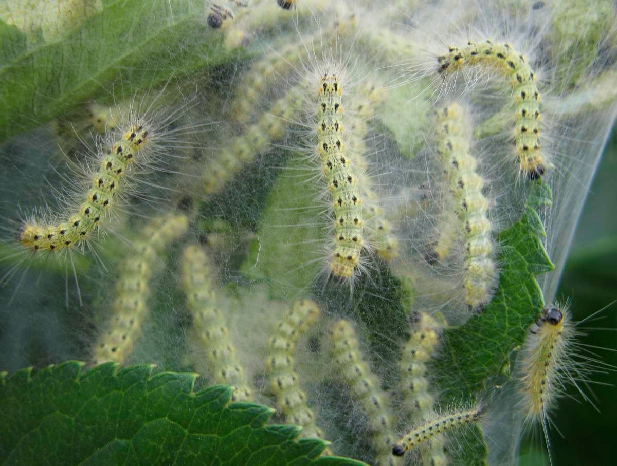 Американская белая бабочка Hyphantria cunea