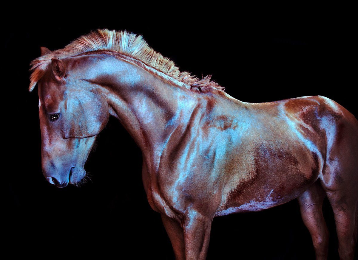 Лошади фотограф Andrew MCGIBBON