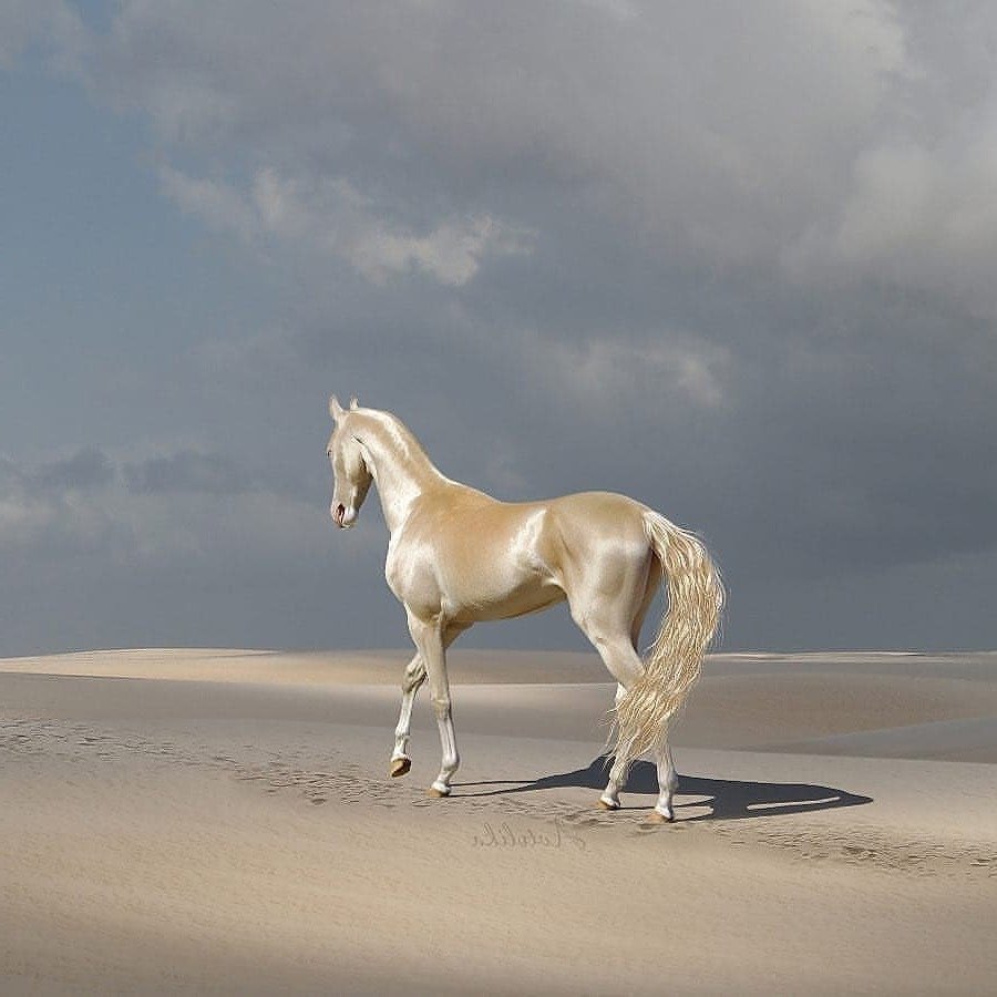 Ахалтекинская Изабелловая