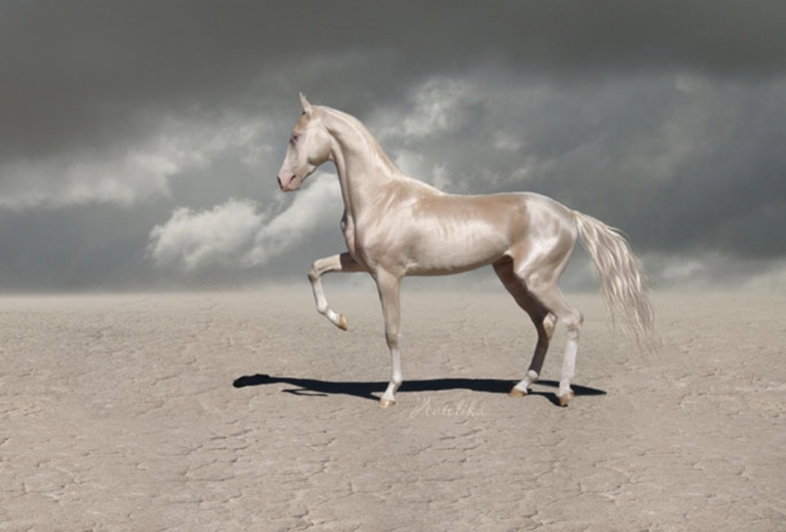 Ахалтекинская Изабелловая