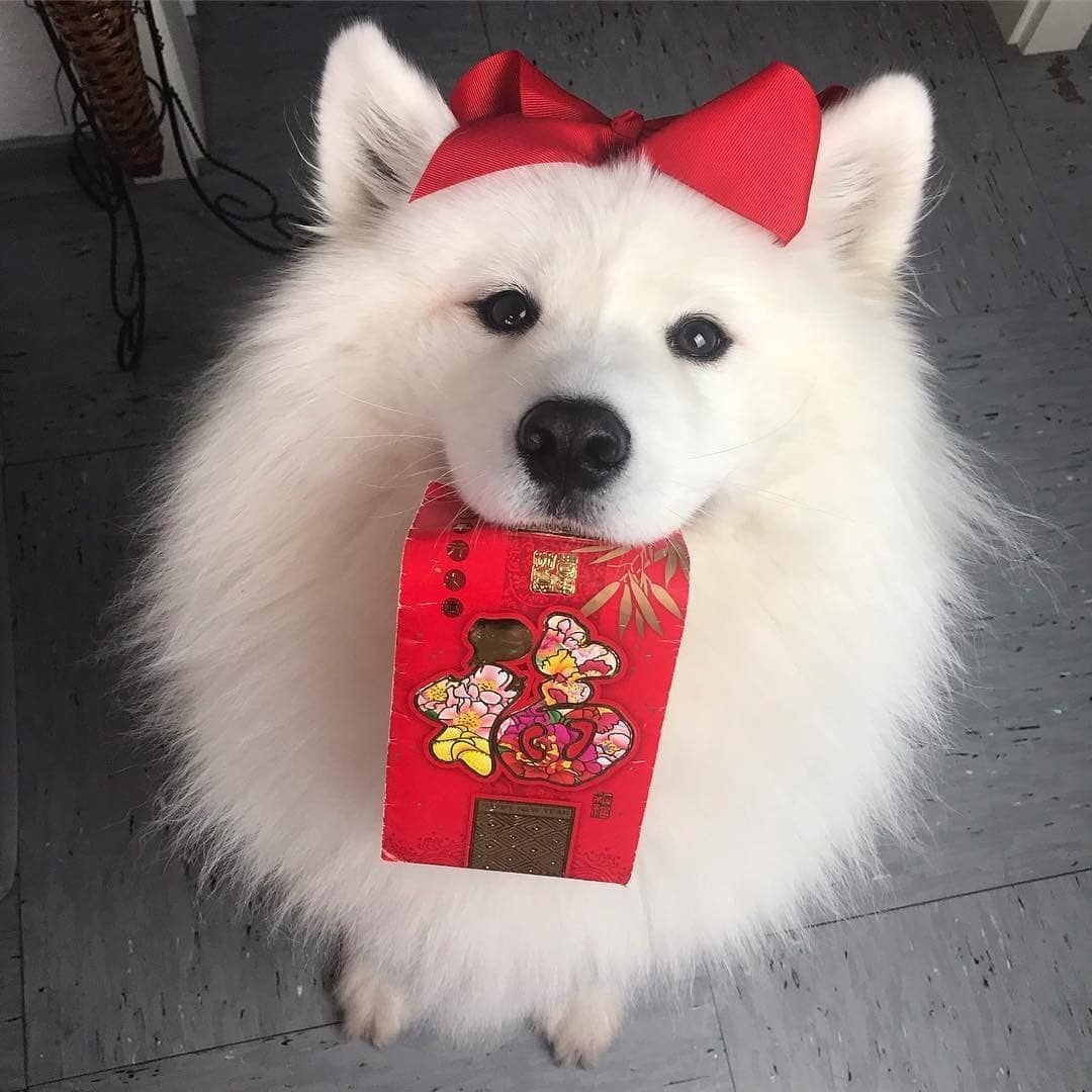 Самоед собака