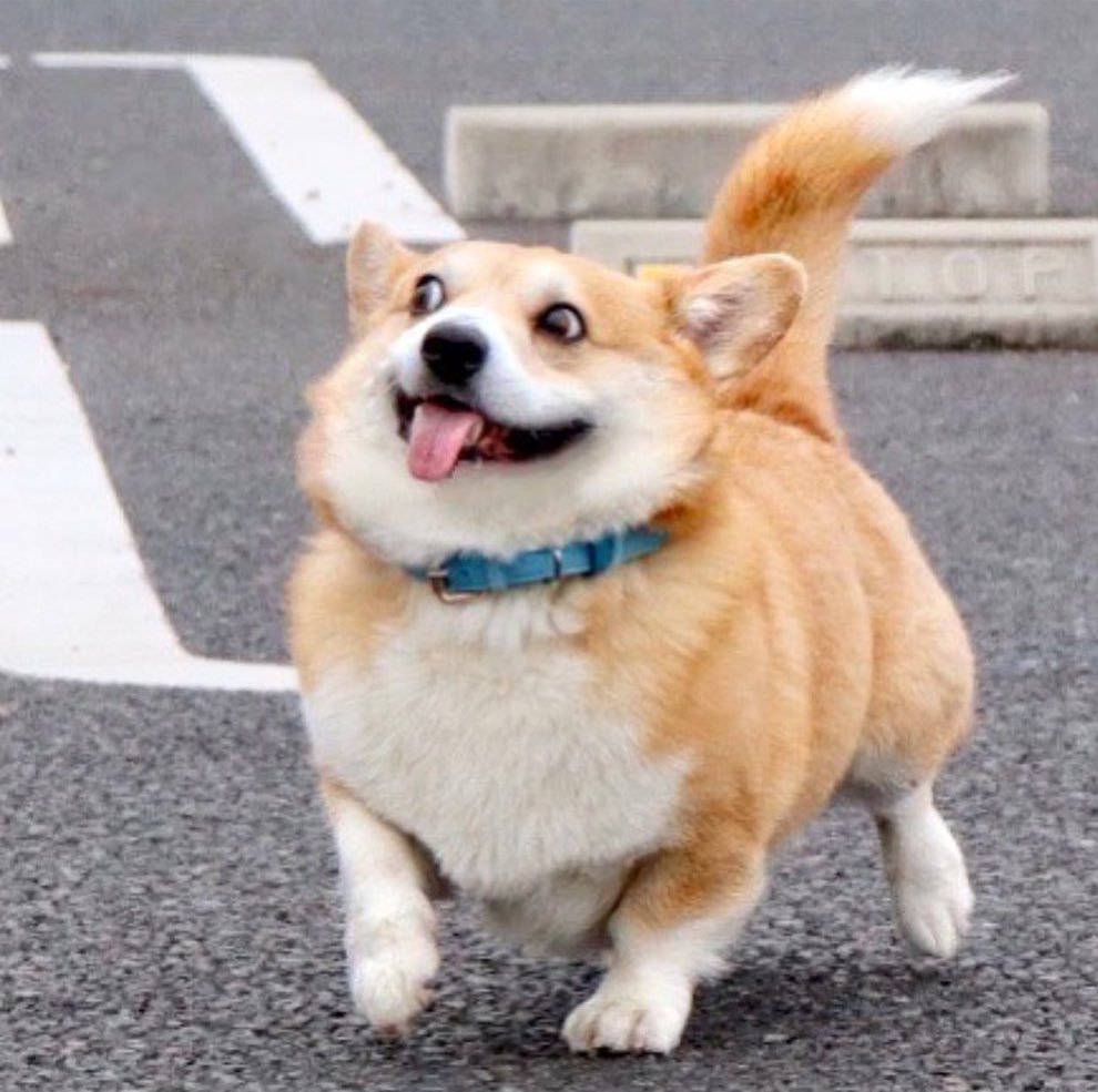 Корги Фанни