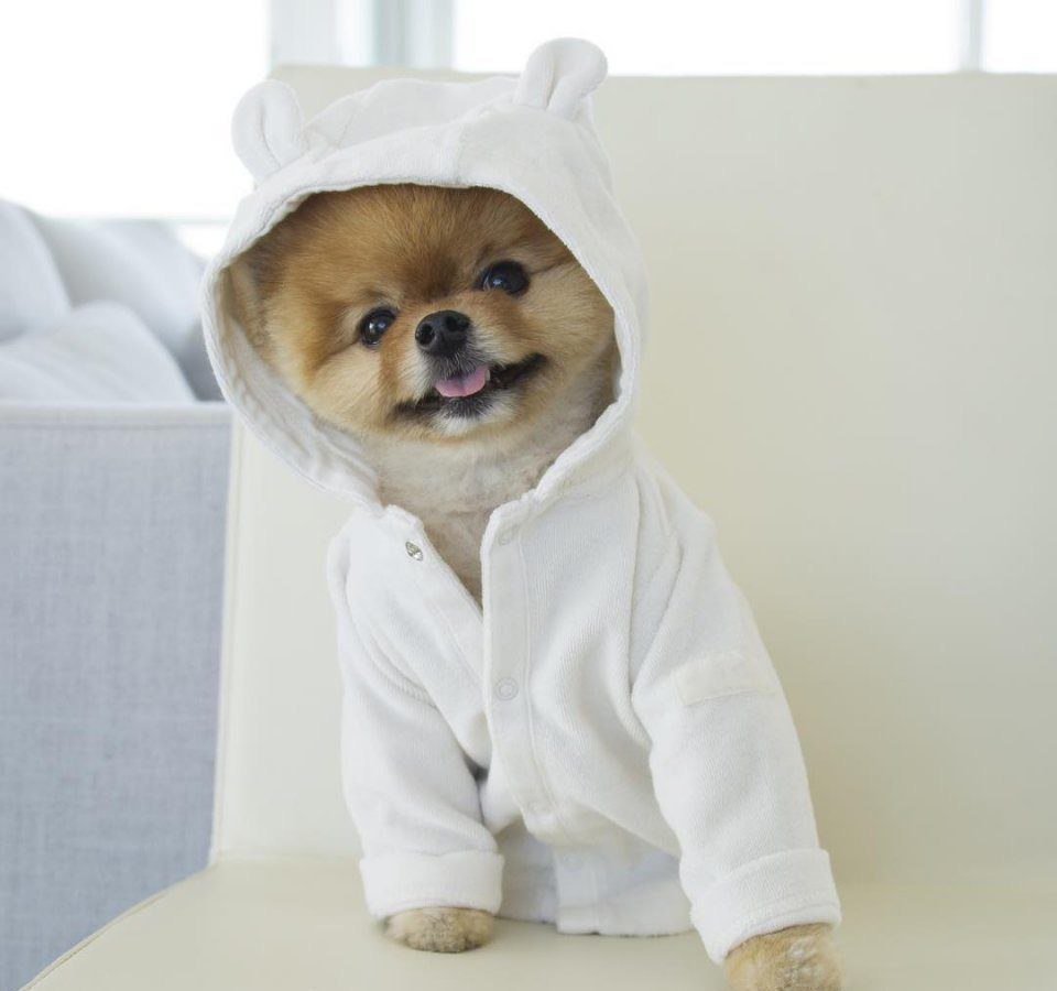 Померанский шпиц гладкошерстный