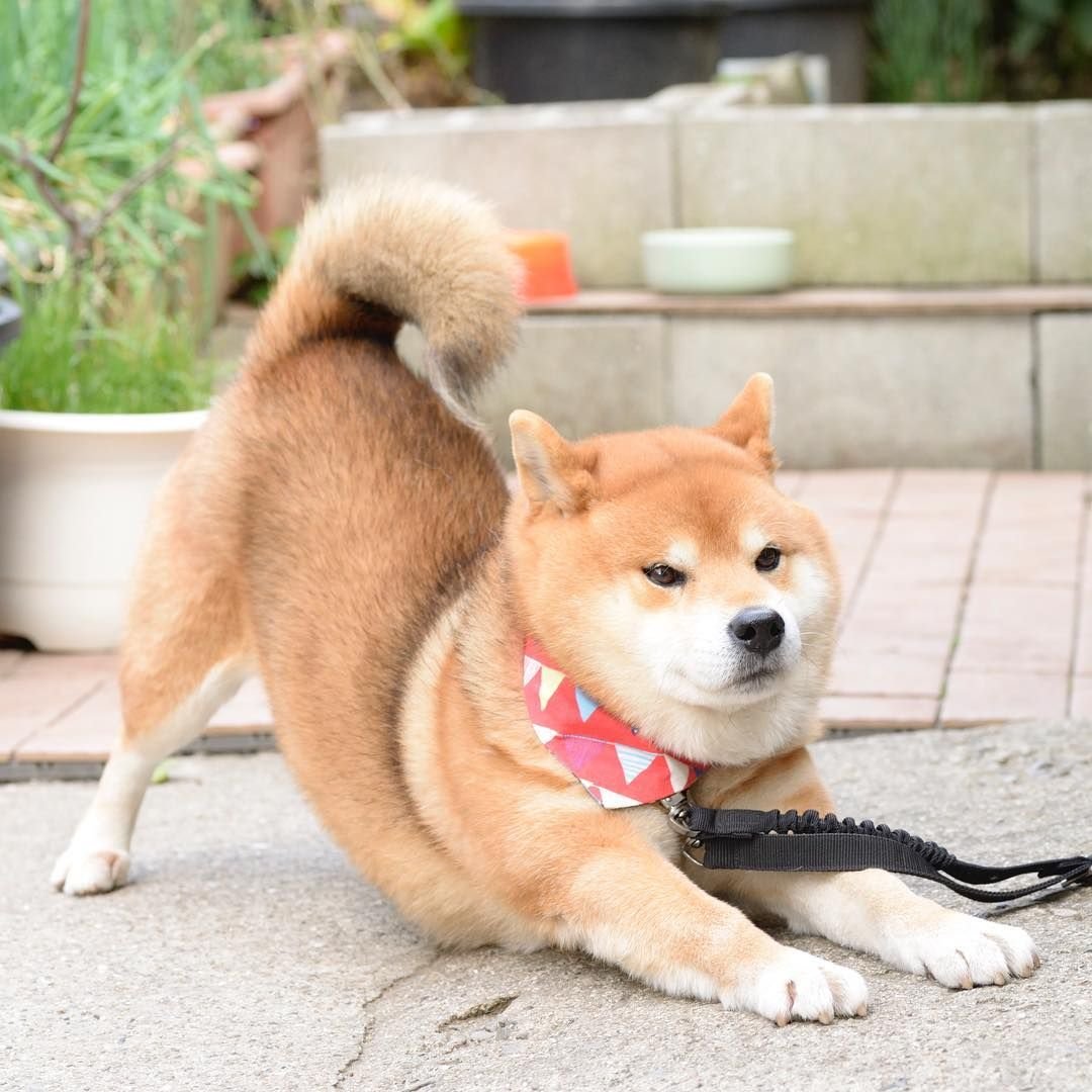 Японская порода собак сиба-ину