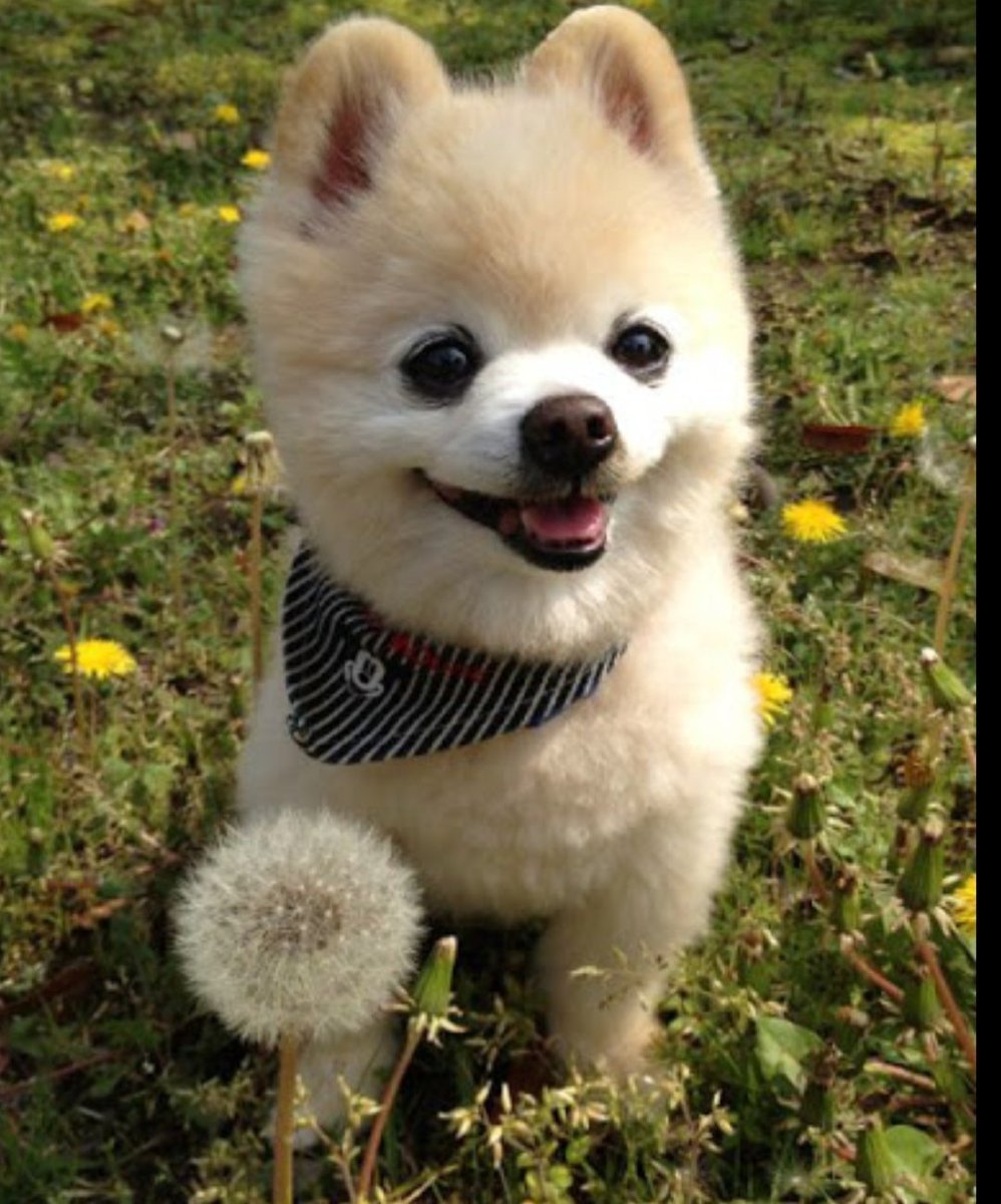 Японская порода собак Шунсуке