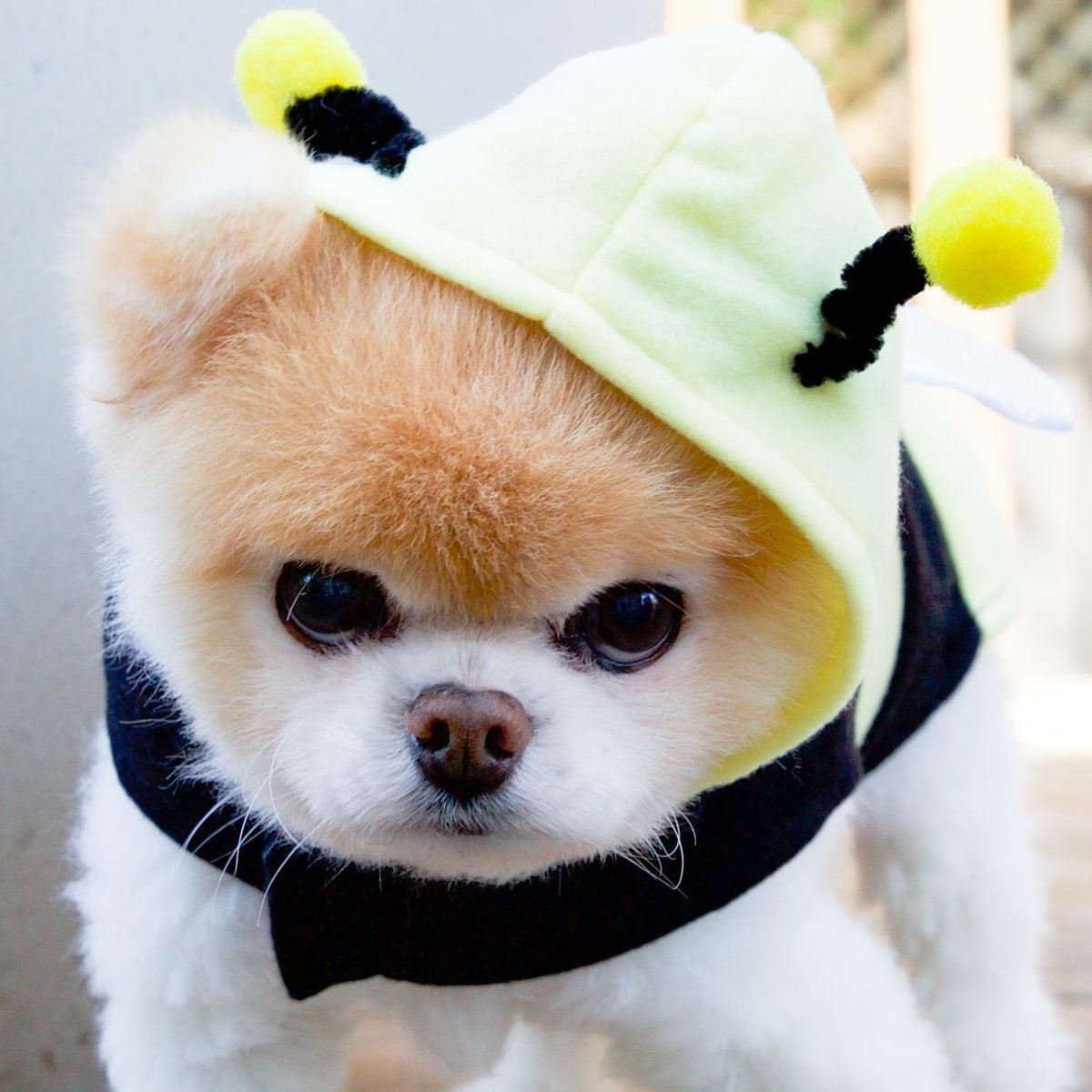 Шпиц Шунсуке белый