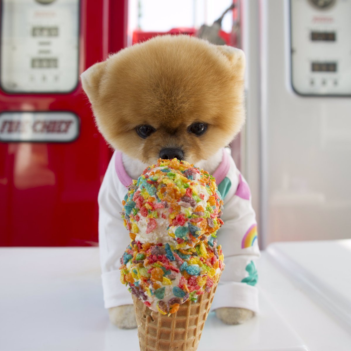 Шпиц jiffpom