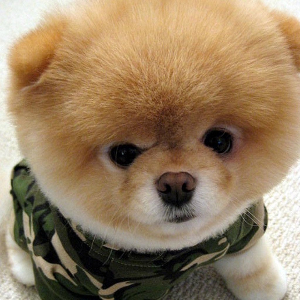 Милые Шпицы в костюмах