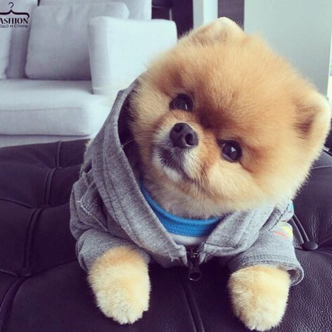 Померанский шпиц Джифф