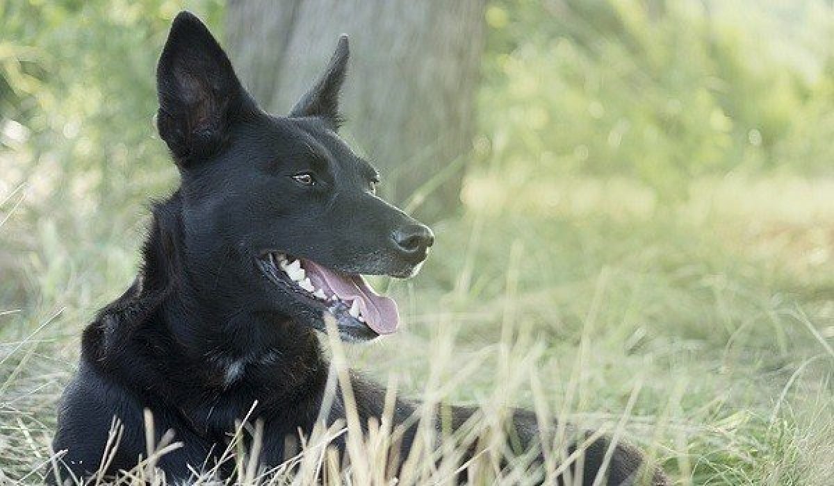 Черты собаки