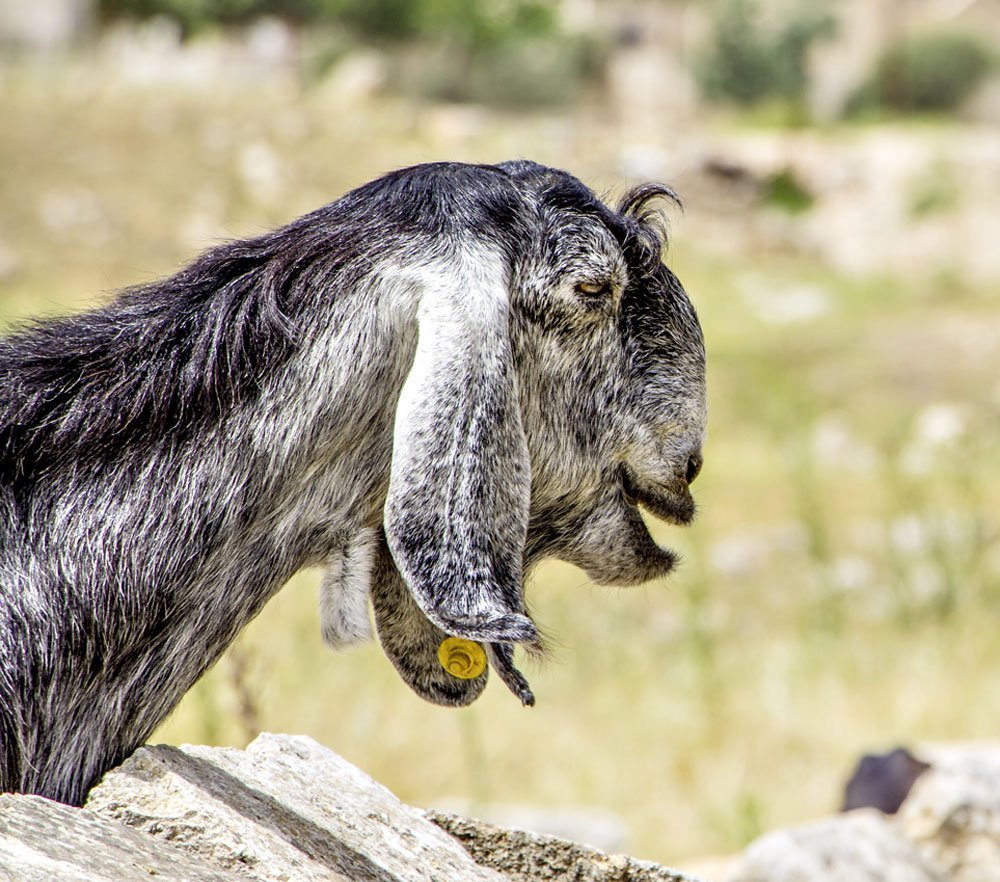 Козы породы Камори