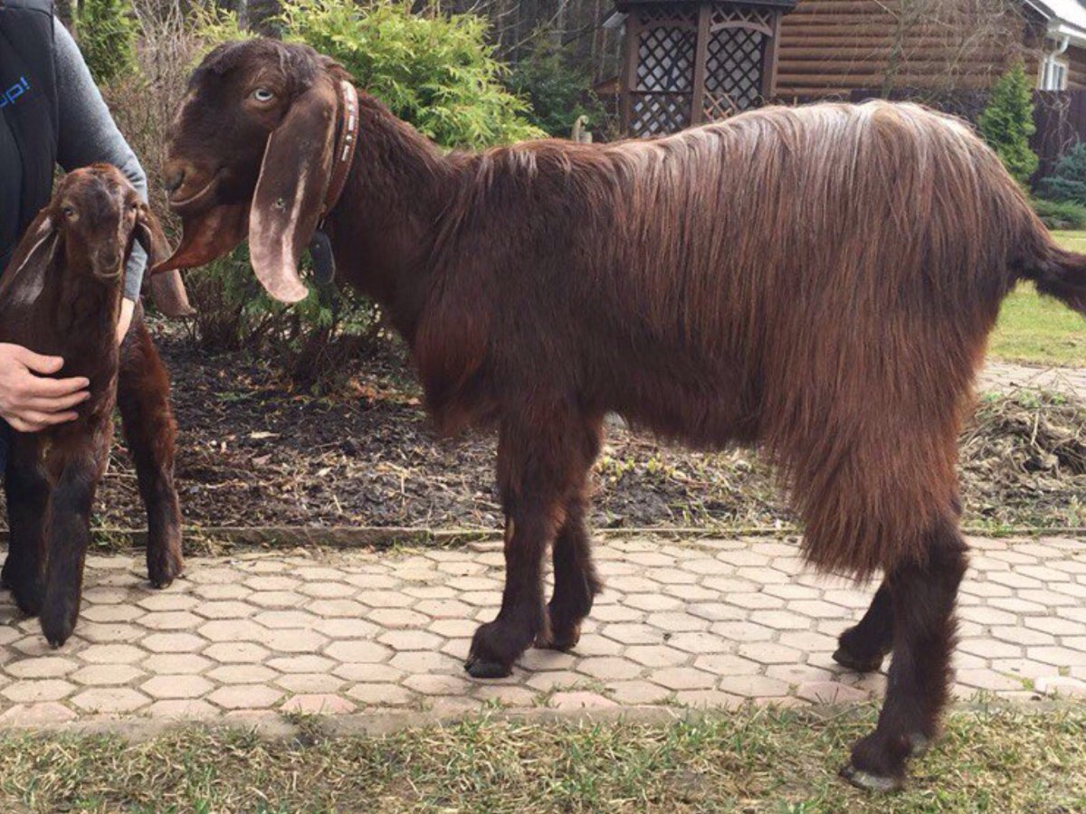 Дамасская коза Шами