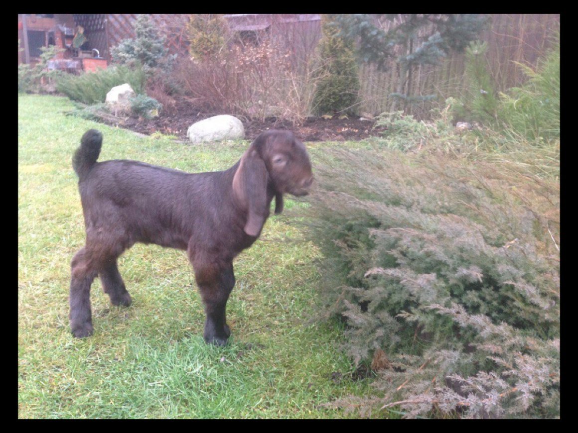 Рогатые нубийские козы