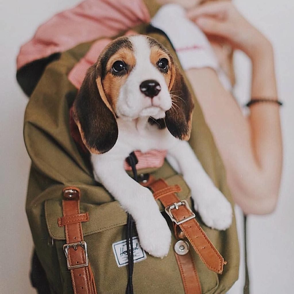 Диван для собаки