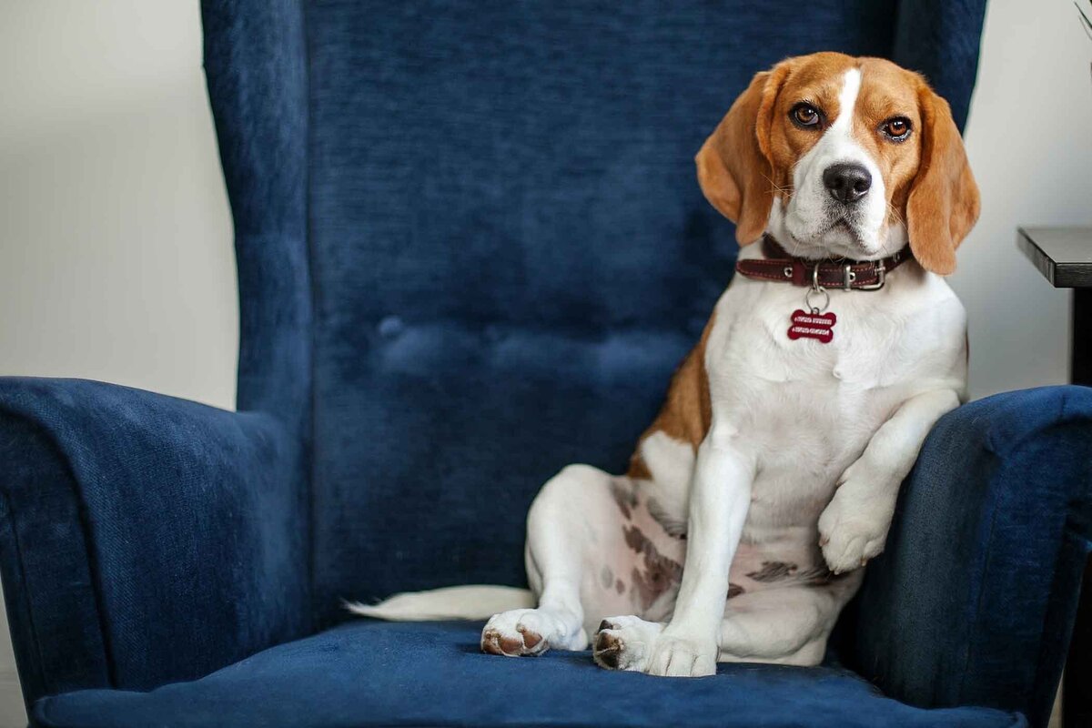 Милый щенок Бигль в одежде