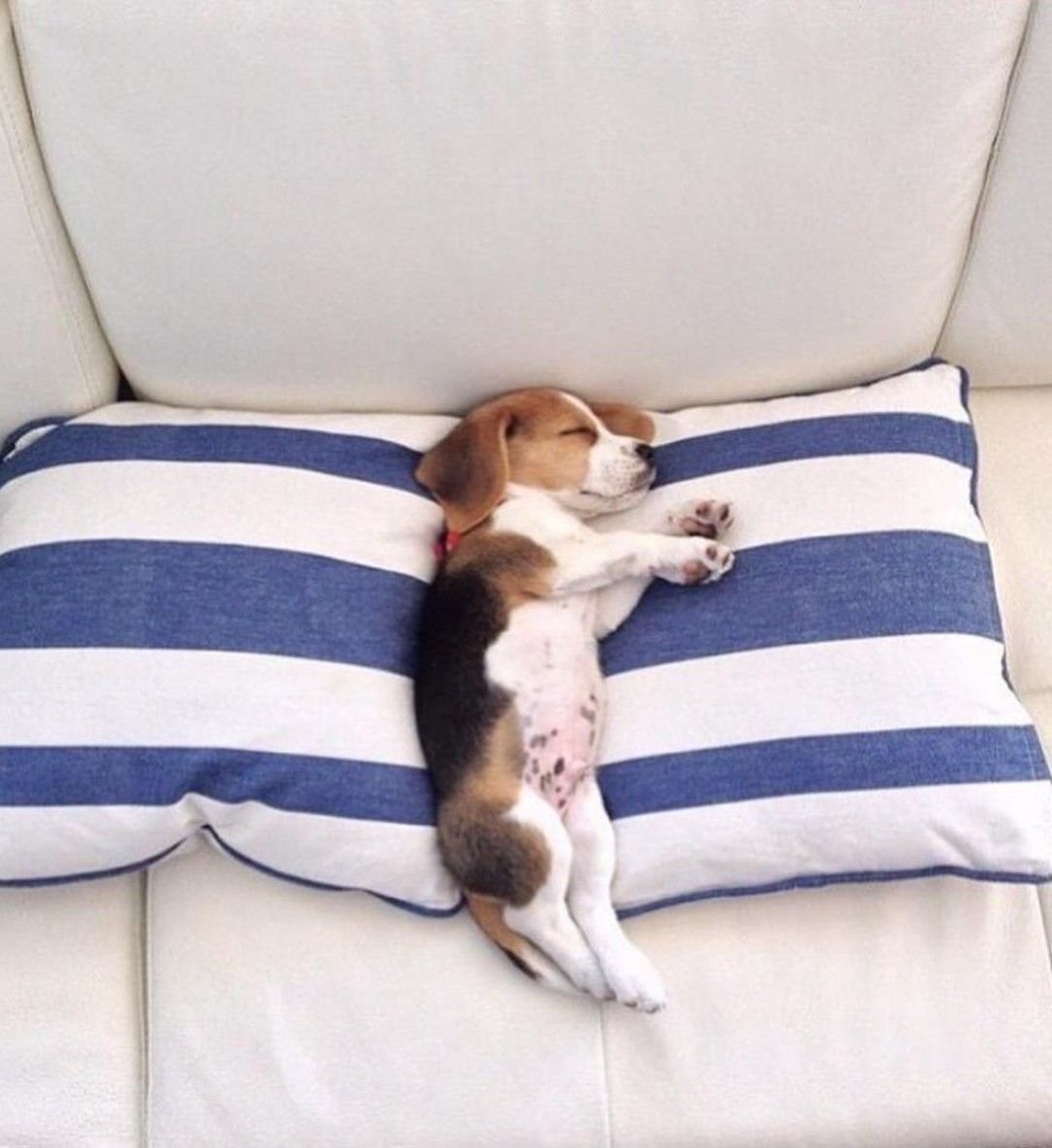 Бигль собака порода собак