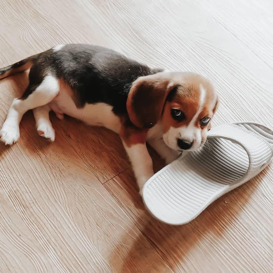 Стол собака дизайнерский