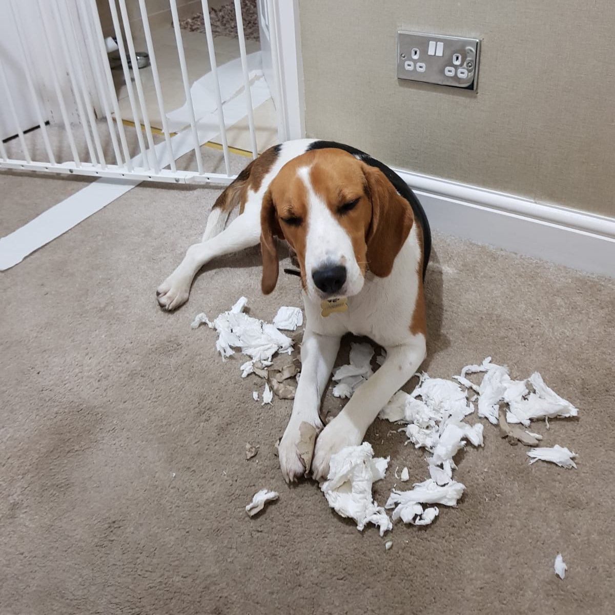 Бигль смешно