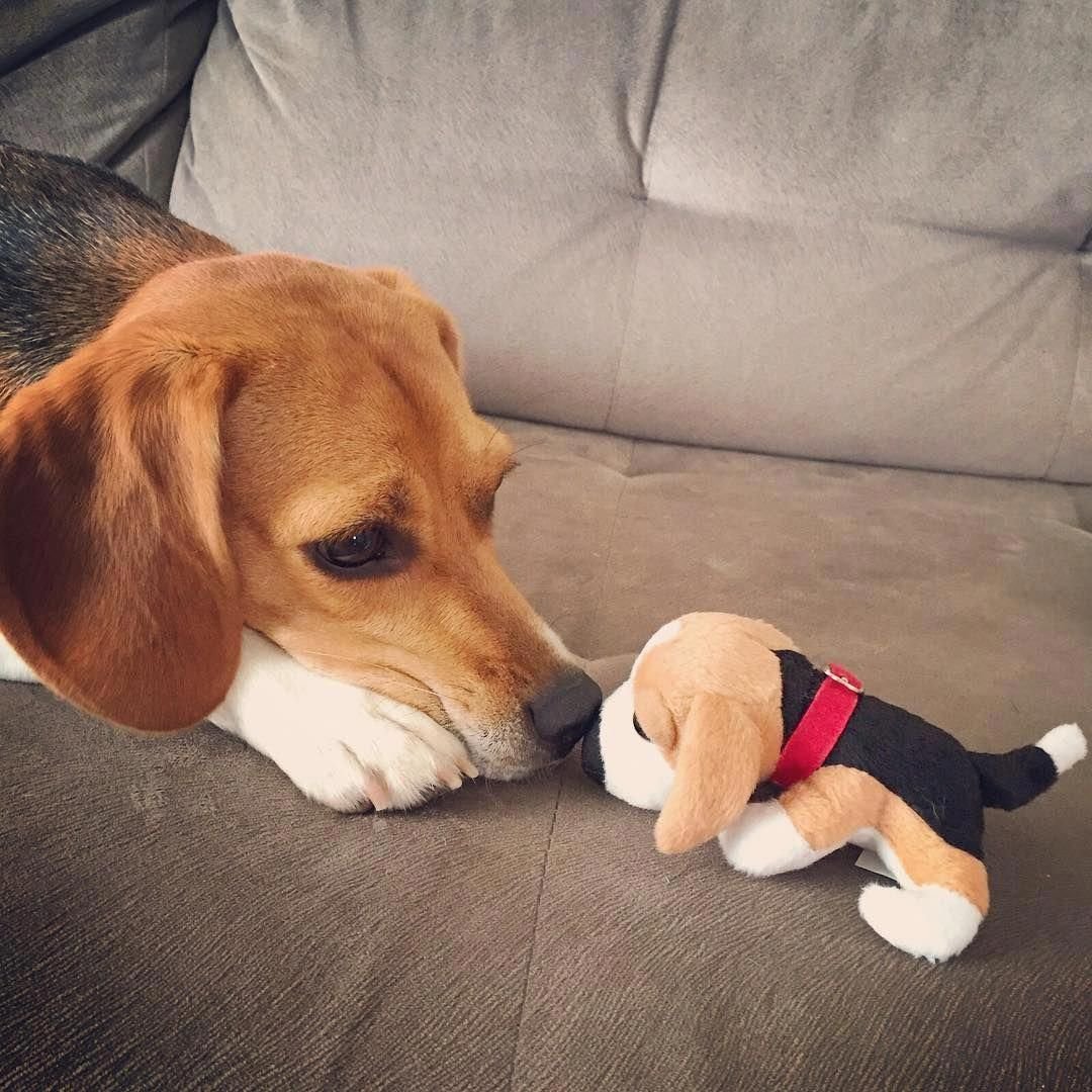 Щенки бигля