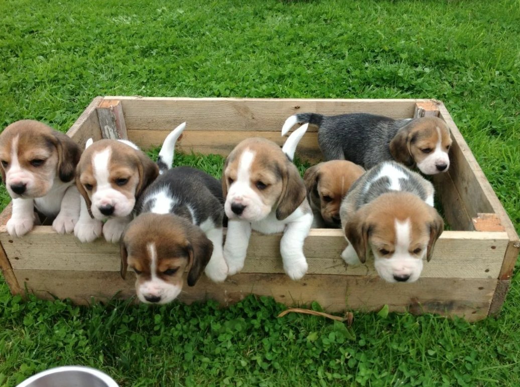 Бигль щенок по имени Фрэнки