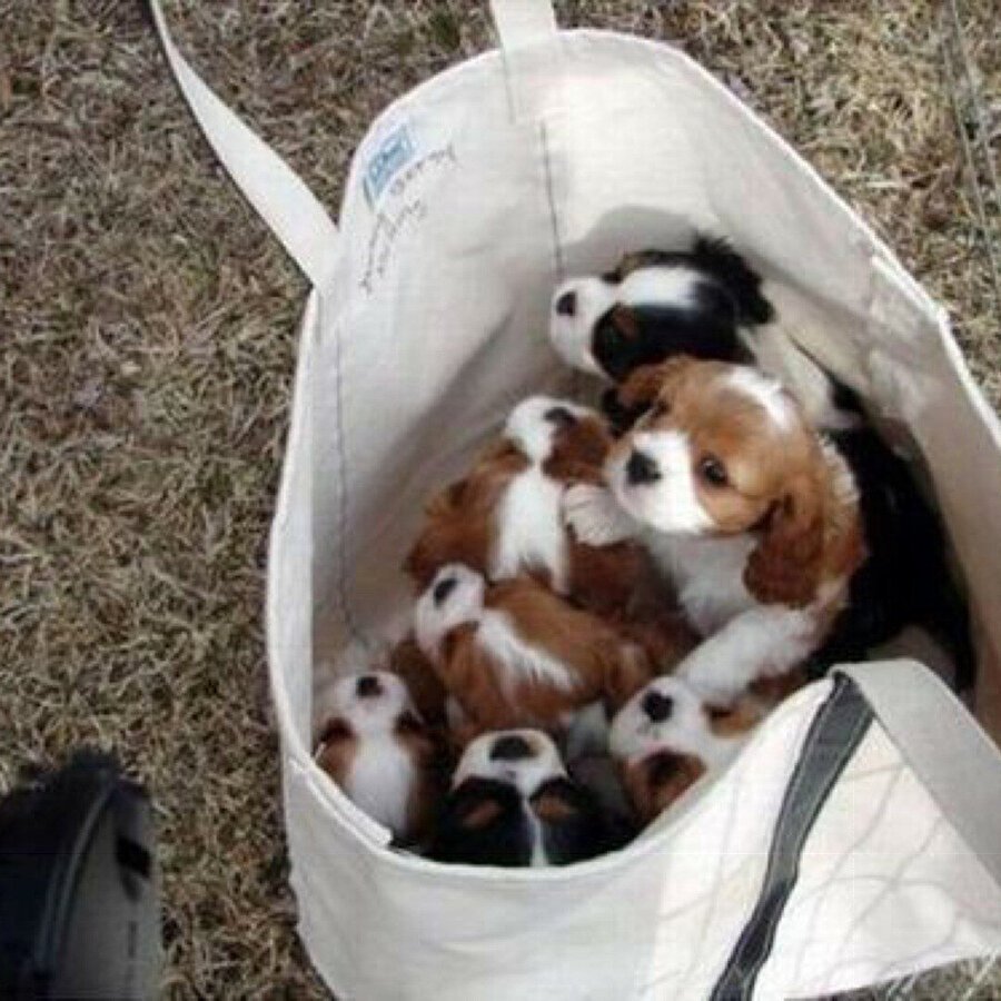 Бигль в переноске