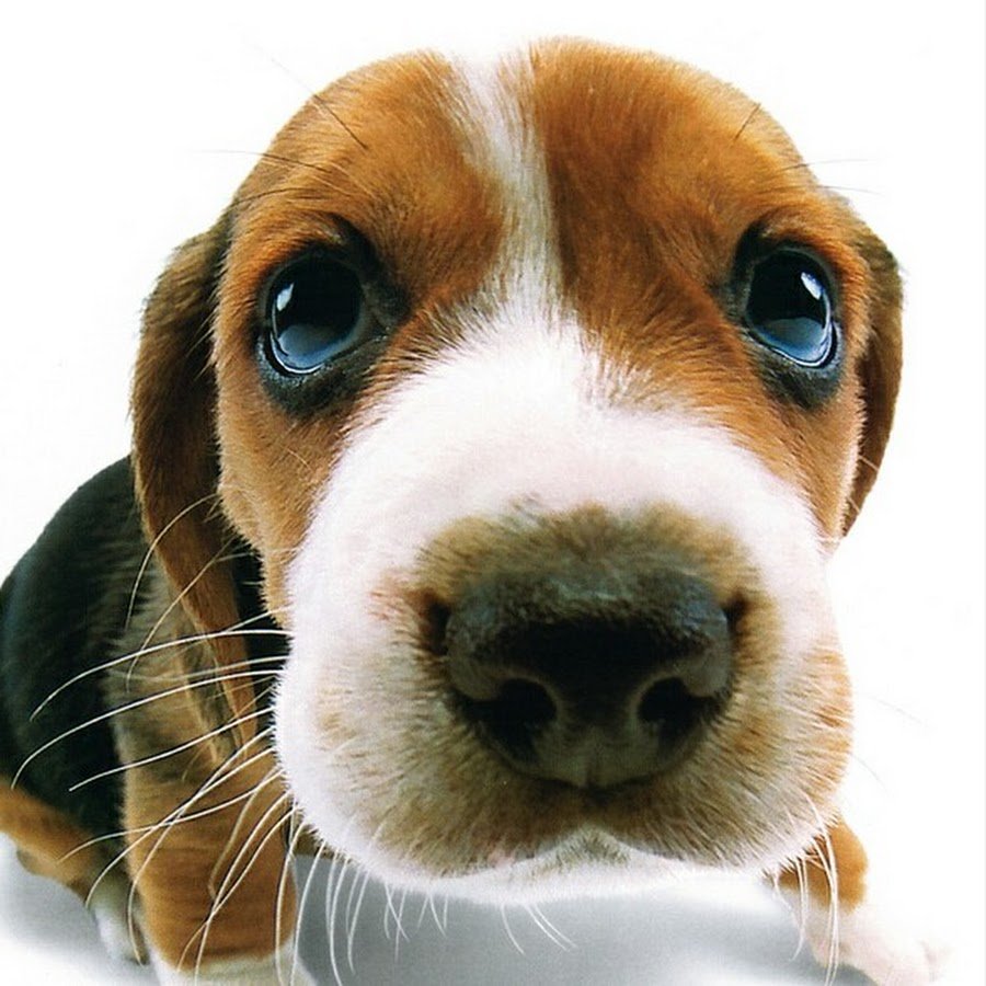 Бигль щенок маленький милый