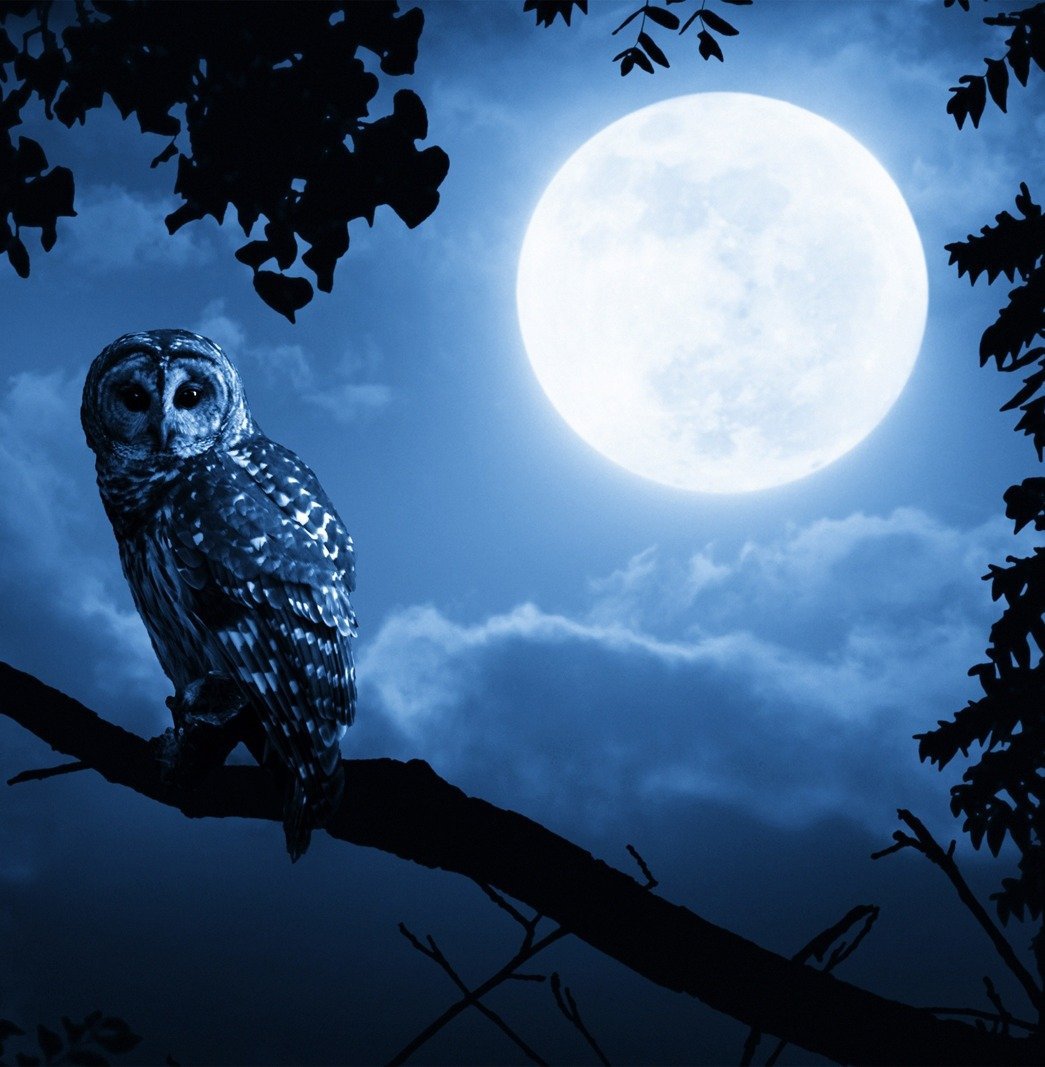 Ночь Луна Сова